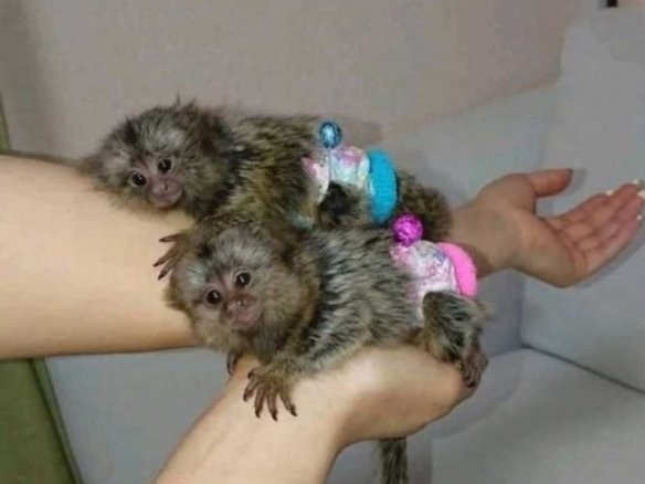 Marmoset Monkeys for Re-homing